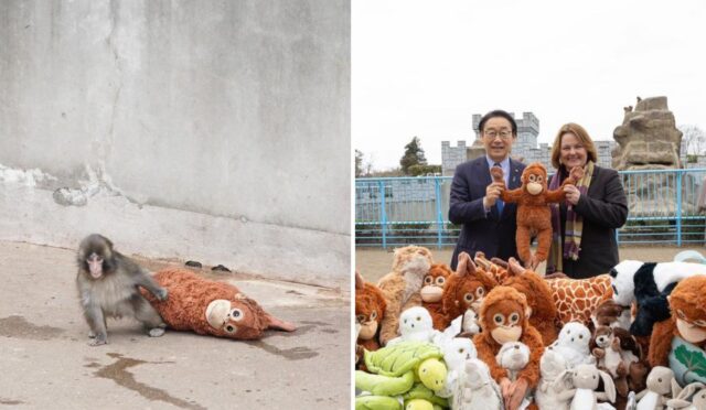 Viral Maymun Punch’a Hediye Yağdı